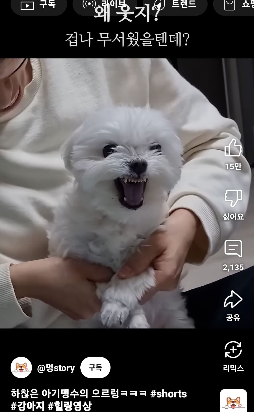 아기 맹수의 포효