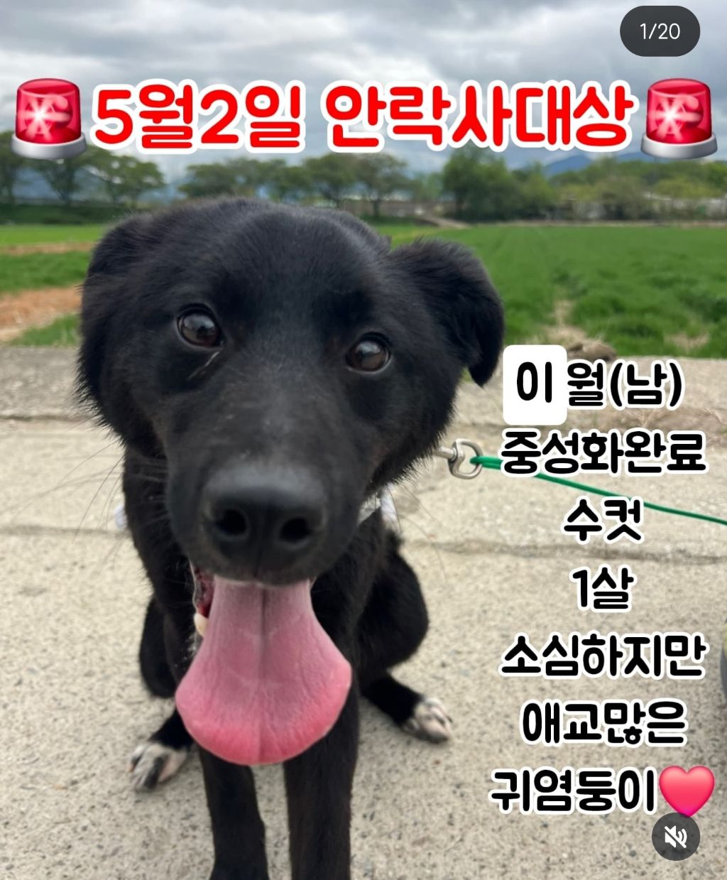 정말 이대로 목줄 풀고싶다 안락사 D-3 | 인스티즈