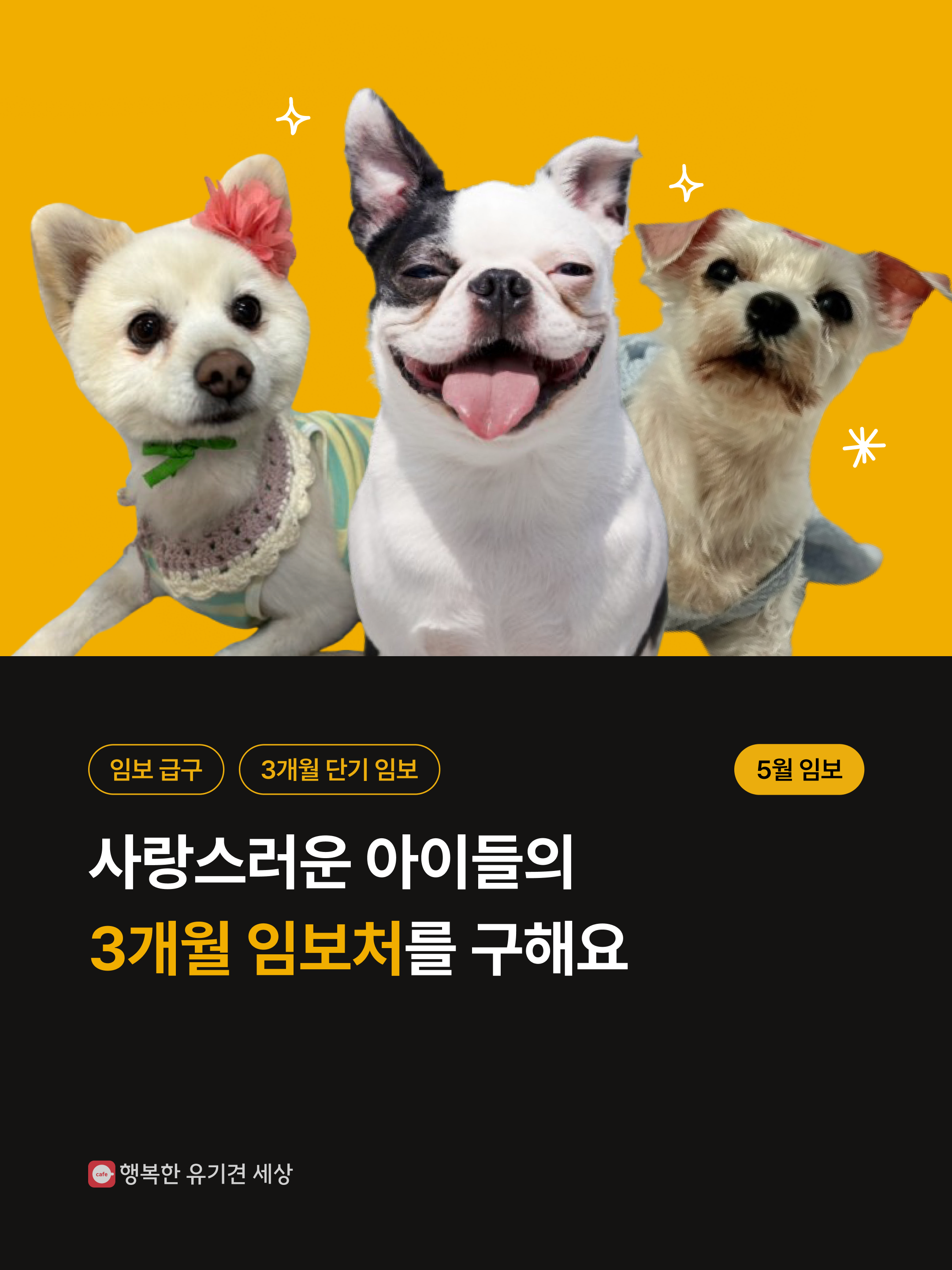 유기견을 돕고 싶지만 입양이나 장기임보가 어렵다면.. 3개월 단기 임보는 어때? | 인스티즈