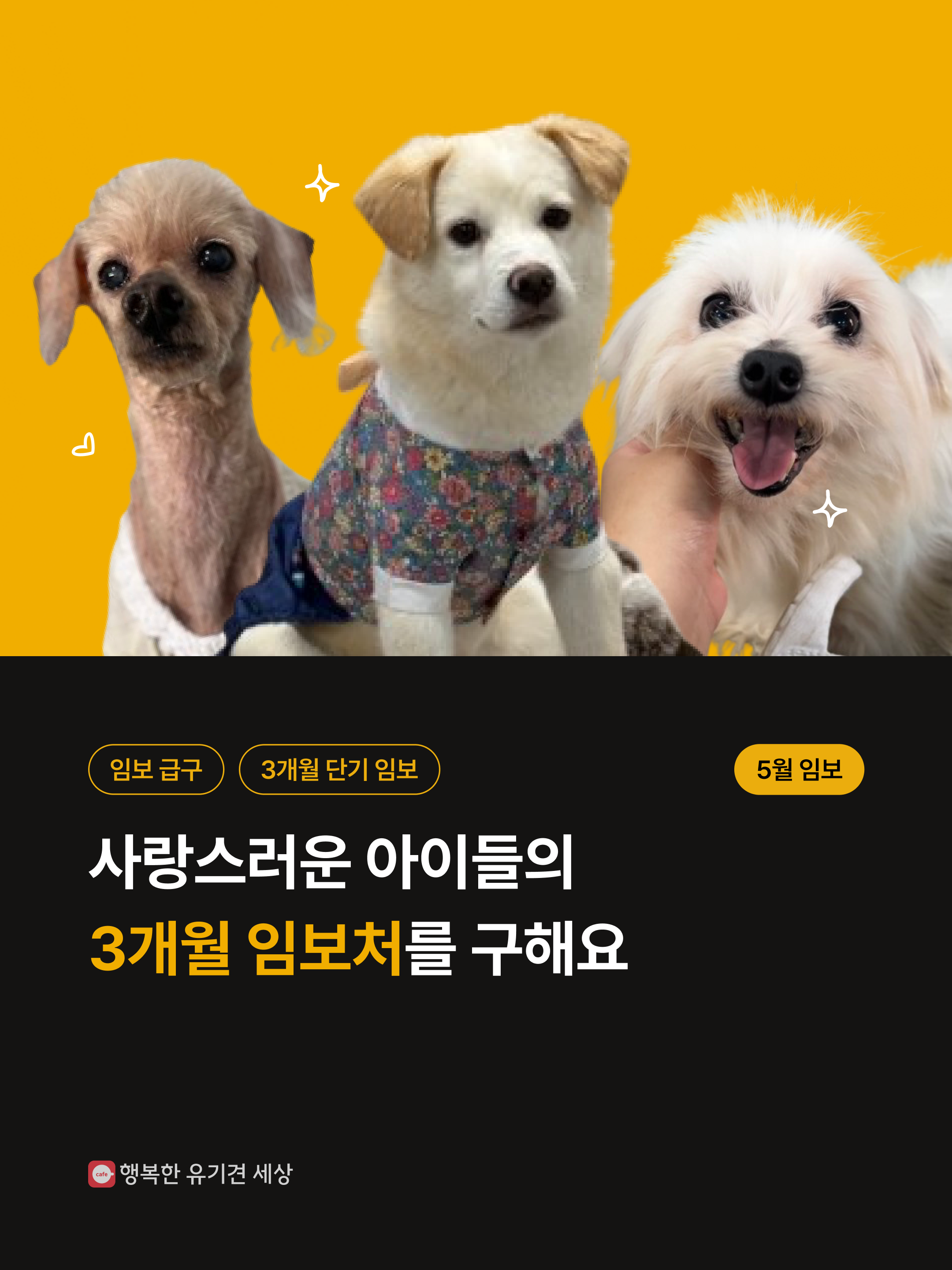  유기견을 돕고 싶지만 입양이나 장기임보가 어렵다면.. 3개월 단기 임보는 어때?