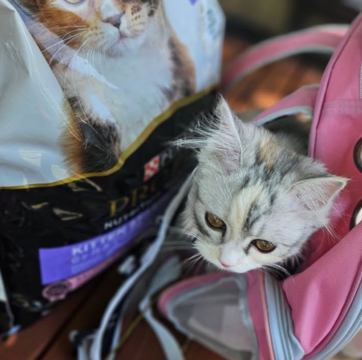 편지, 사료와 함께 버려진 고양이 (구미 동락공원) | 인스티즈