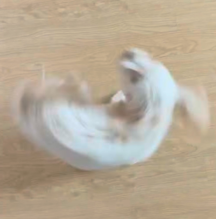  팽이 강아지