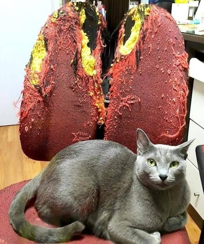 고양이 키우는 사람들의 폐 | 인스티즈