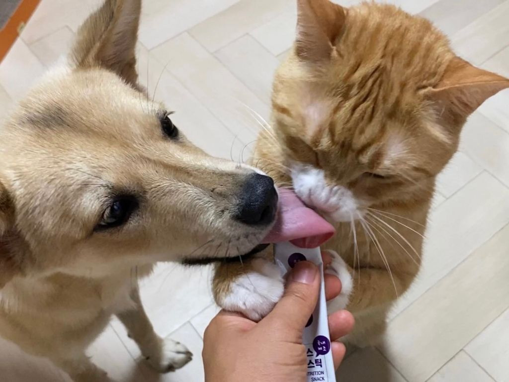  강아지 고양이 혀 크기 차이1