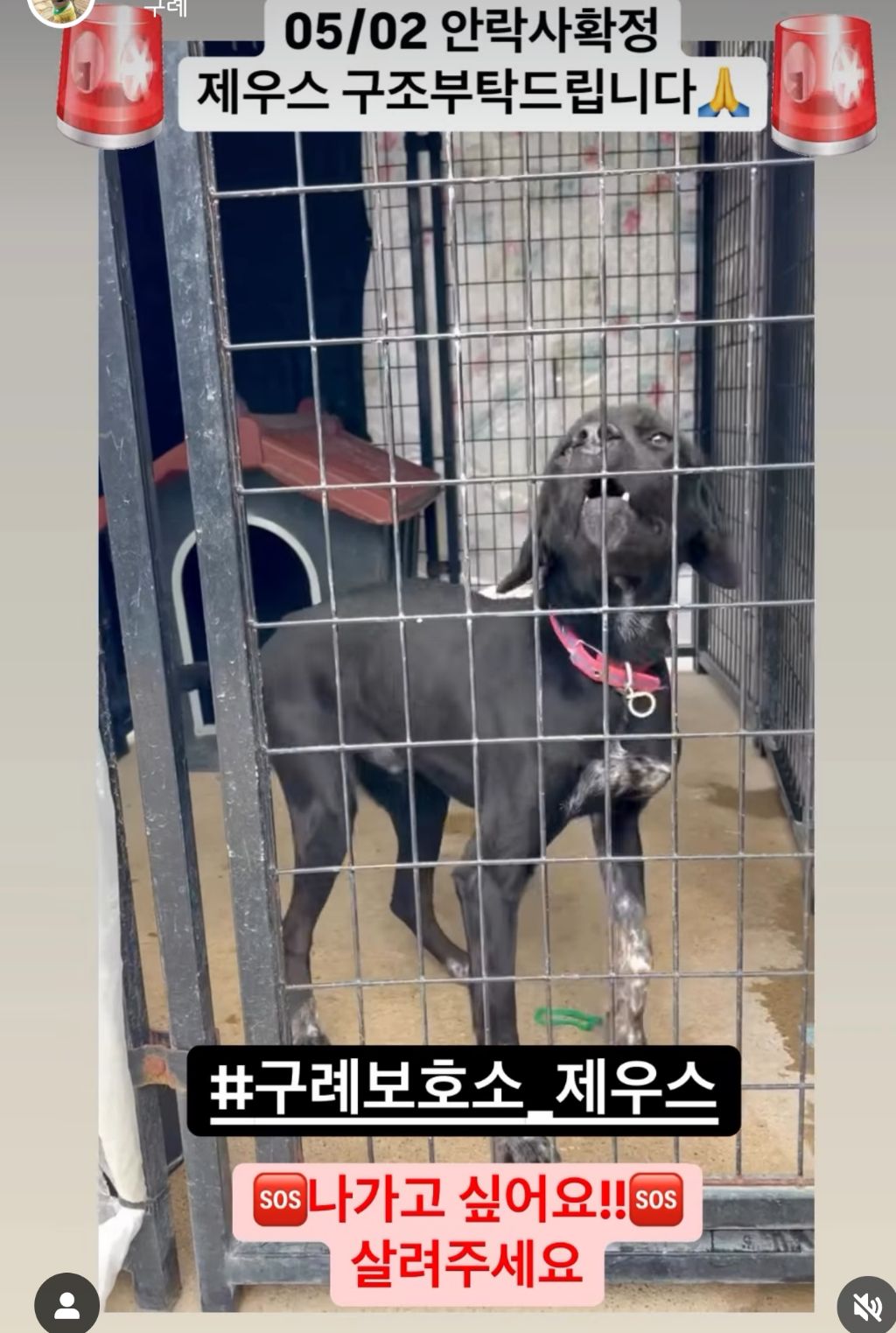정말 이대로 목줄 풀고싶다 안락사 D-3 | 인스티즈