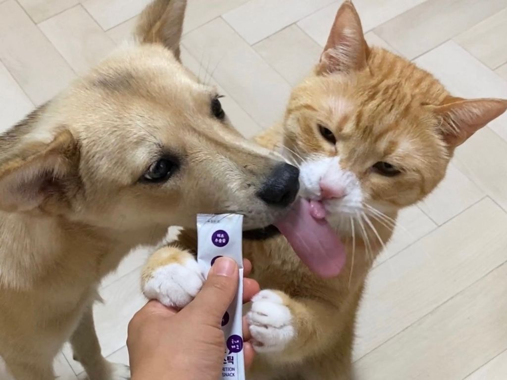 강아지 고양이 혀 크기 차이 | 인스티즈