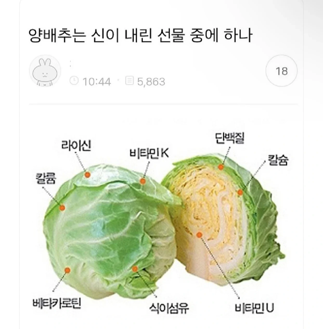  양배추는 신이 내린 선물