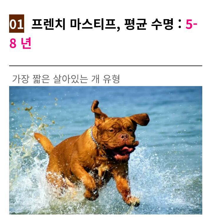  세상에서 수명이 가장 짧은 강아지 TOP3