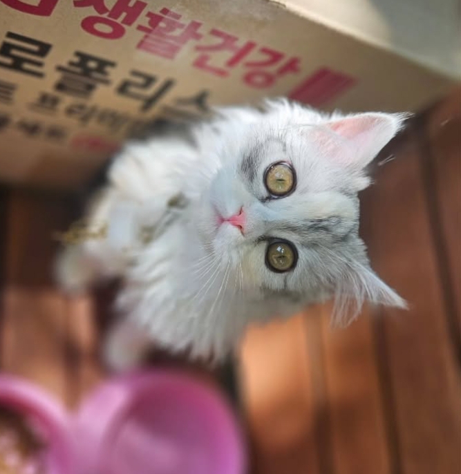편지, 사료와 함께 버려진 고양이 (구미 동락공원) | 인스티즈
