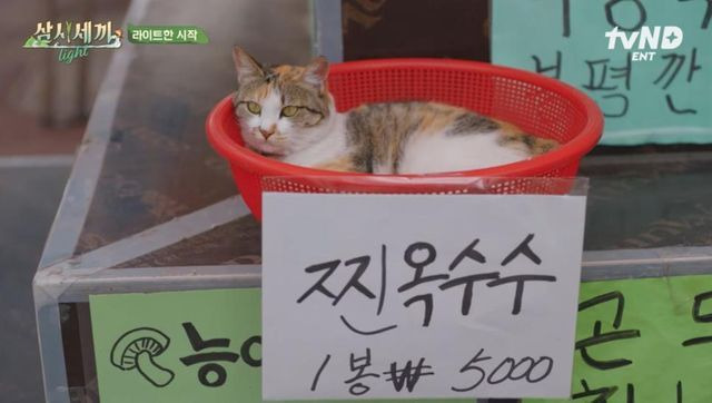  새로나온 따끈한 찐옥수수3