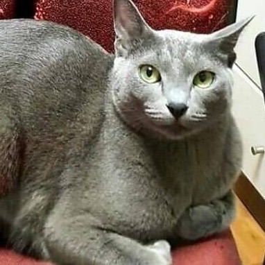  고양이 키우는 사람들의 폐
