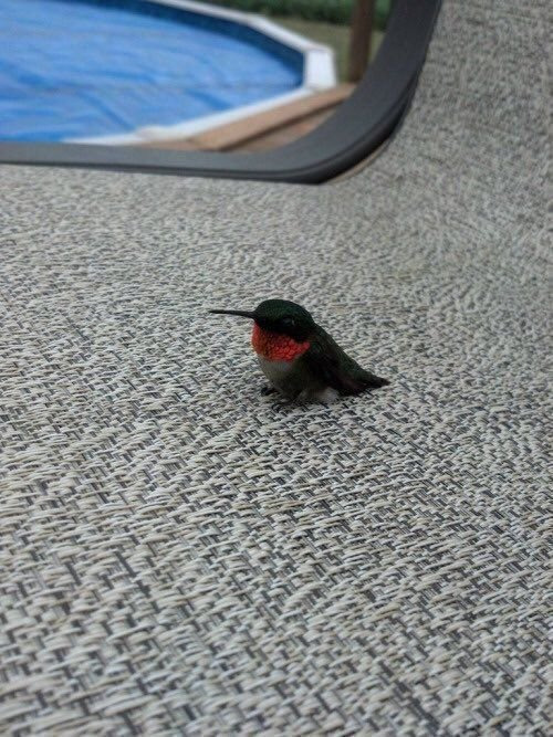 벌새 실제 크기 .JPG | 인스티즈