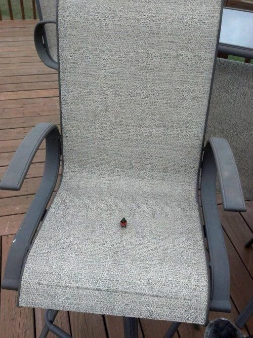  벌새 실제 크기 .JPG