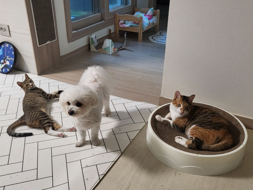 직숲에서 교과서 간 강쥐냥쥐 근황 | 인스티즈