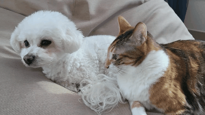 직숲에서 교과서 간 강쥐냥쥐 근황 | 인스티즈