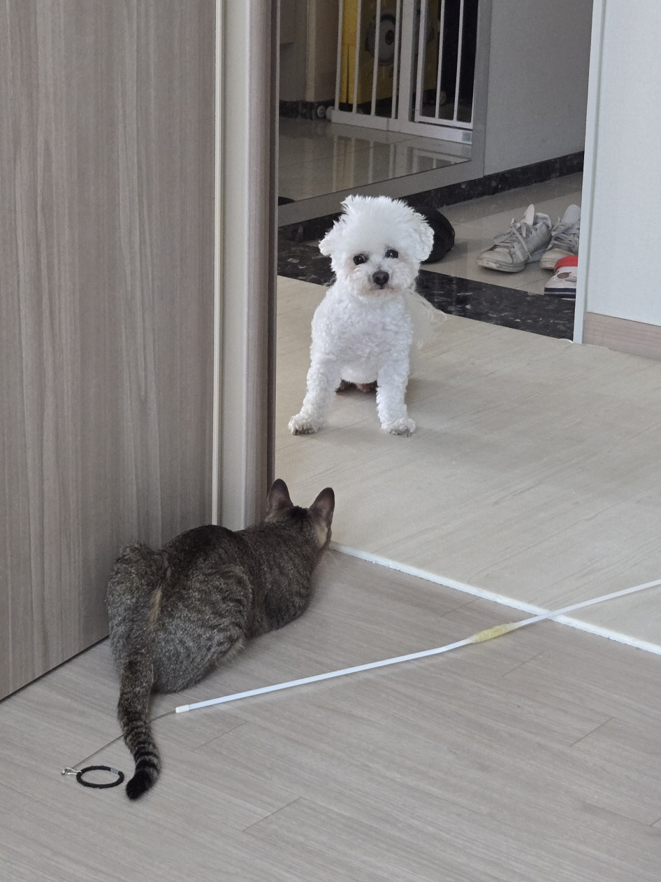 직숲에서 교과서 간 강쥐냥쥐 근황 | 인스티즈