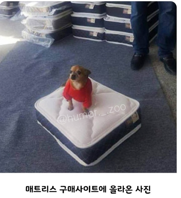  미국 매트리스 가게 서비스 제품