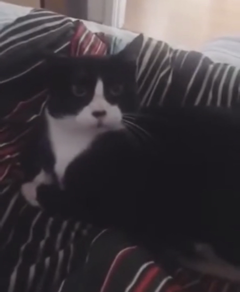  강아지와 같이 자란 고양이
