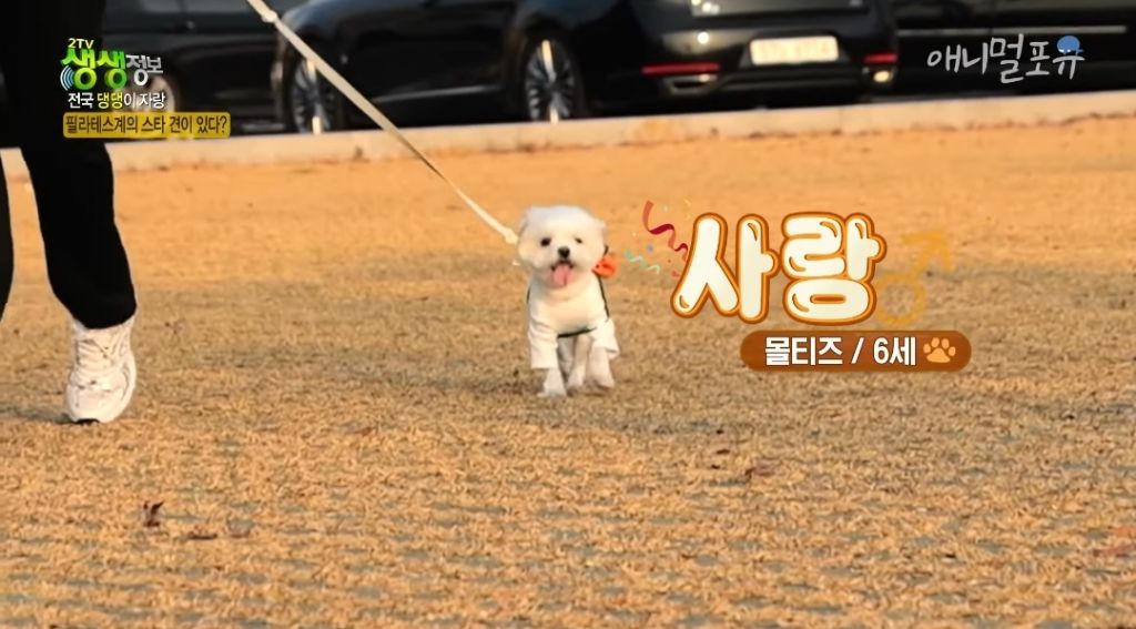  필라테스 하는 강아지