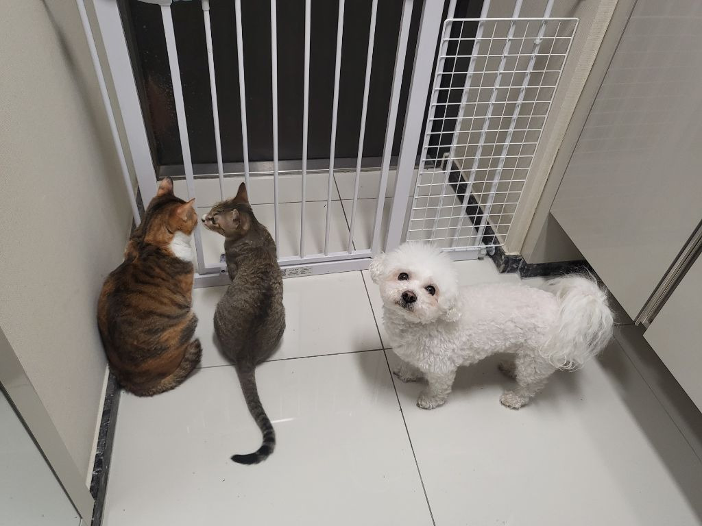 직숲에서 교과서 간 강쥐냥쥐 근황 | 인스티즈
