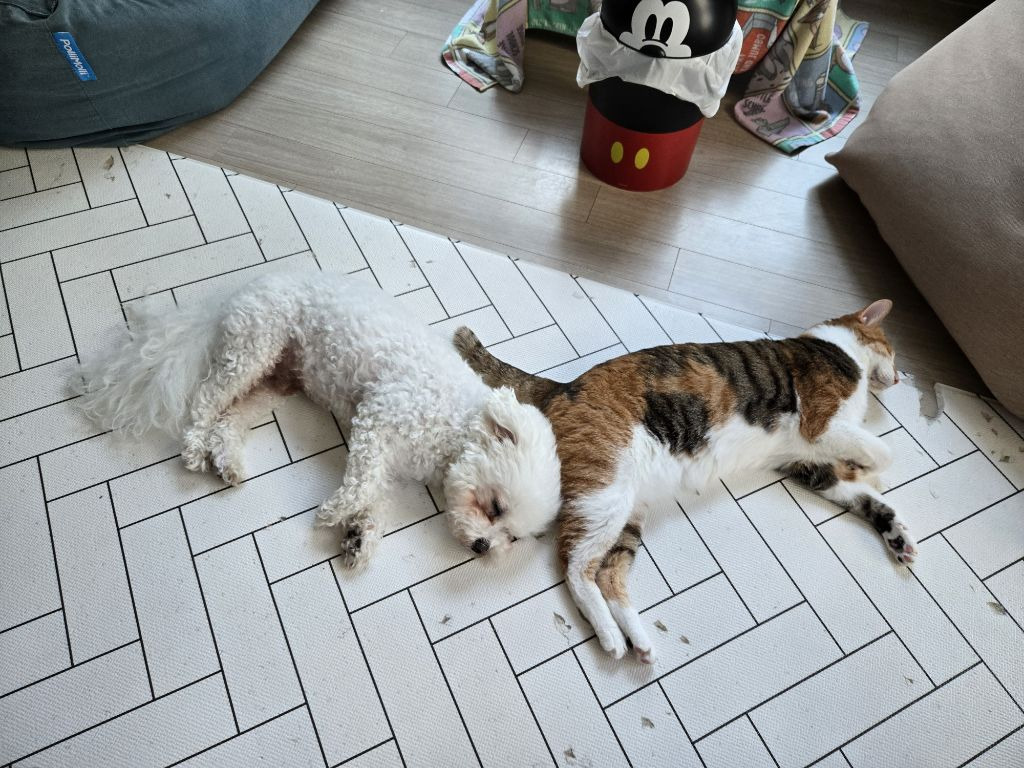 직숲에서 교과서 간 강쥐냥쥐 근황 | 인스티즈