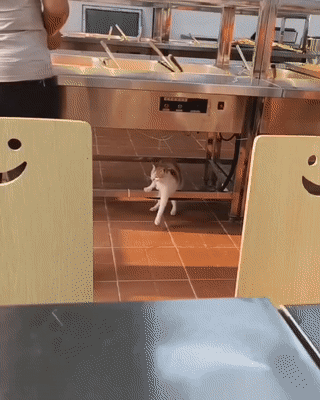 걸터앉는 고양이.gif