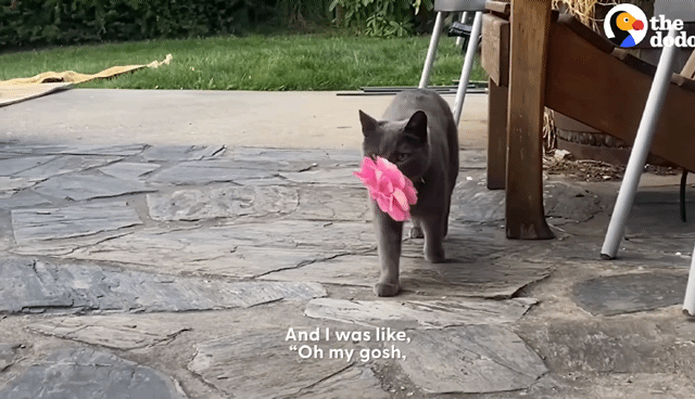 동백꽃 선물해주는 고양이.gif | 인스티즈
