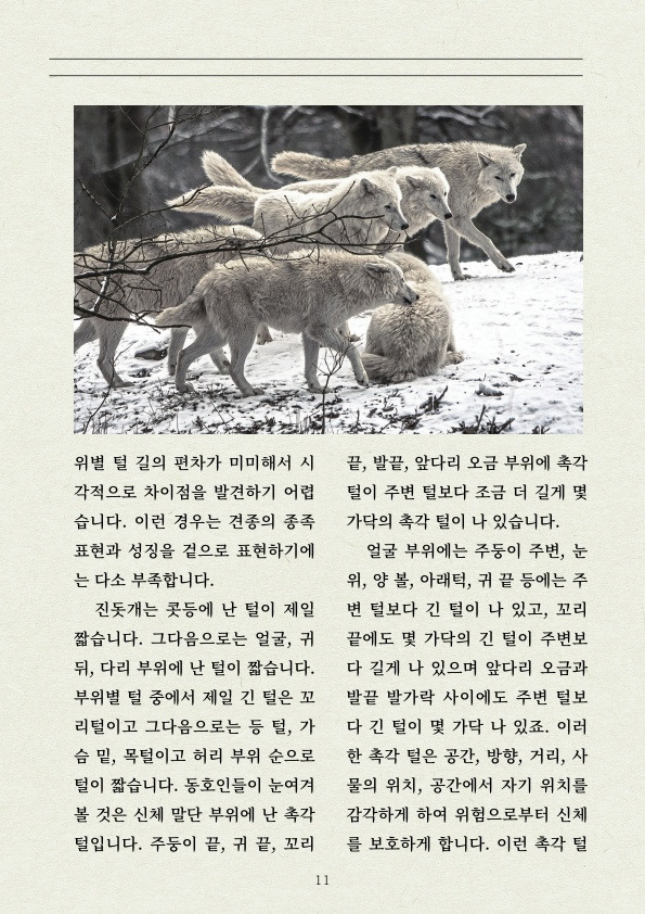 멧돼지 무리에 뛰어든 천재 '진돗개' | 인스티즈