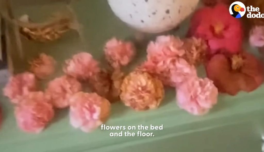 동백꽃 선물해주는 고양이.gif | 인스티즈
