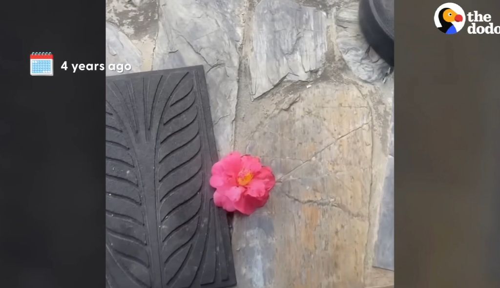 동백꽃 선물해주는 고양이.gif | 인스티즈