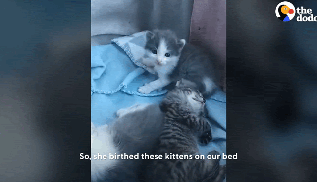 동백꽃 선물해주는 고양이.gif | 인스티즈