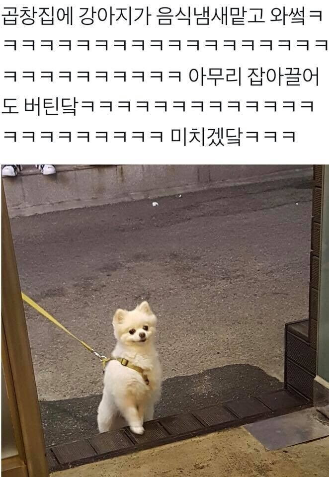 마 주인아 기다려봐라 애교 부리면 한점 준다 | 인스티즈