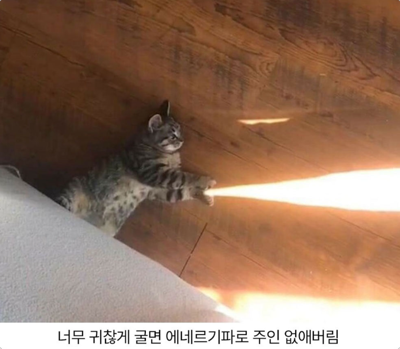  고양이를 귀찮게 하면 안되는 이유.jpg
