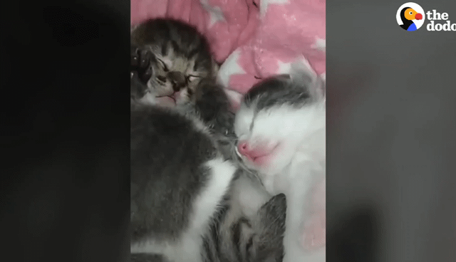 동백꽃 선물해주는 고양이.gif | 인스티즈