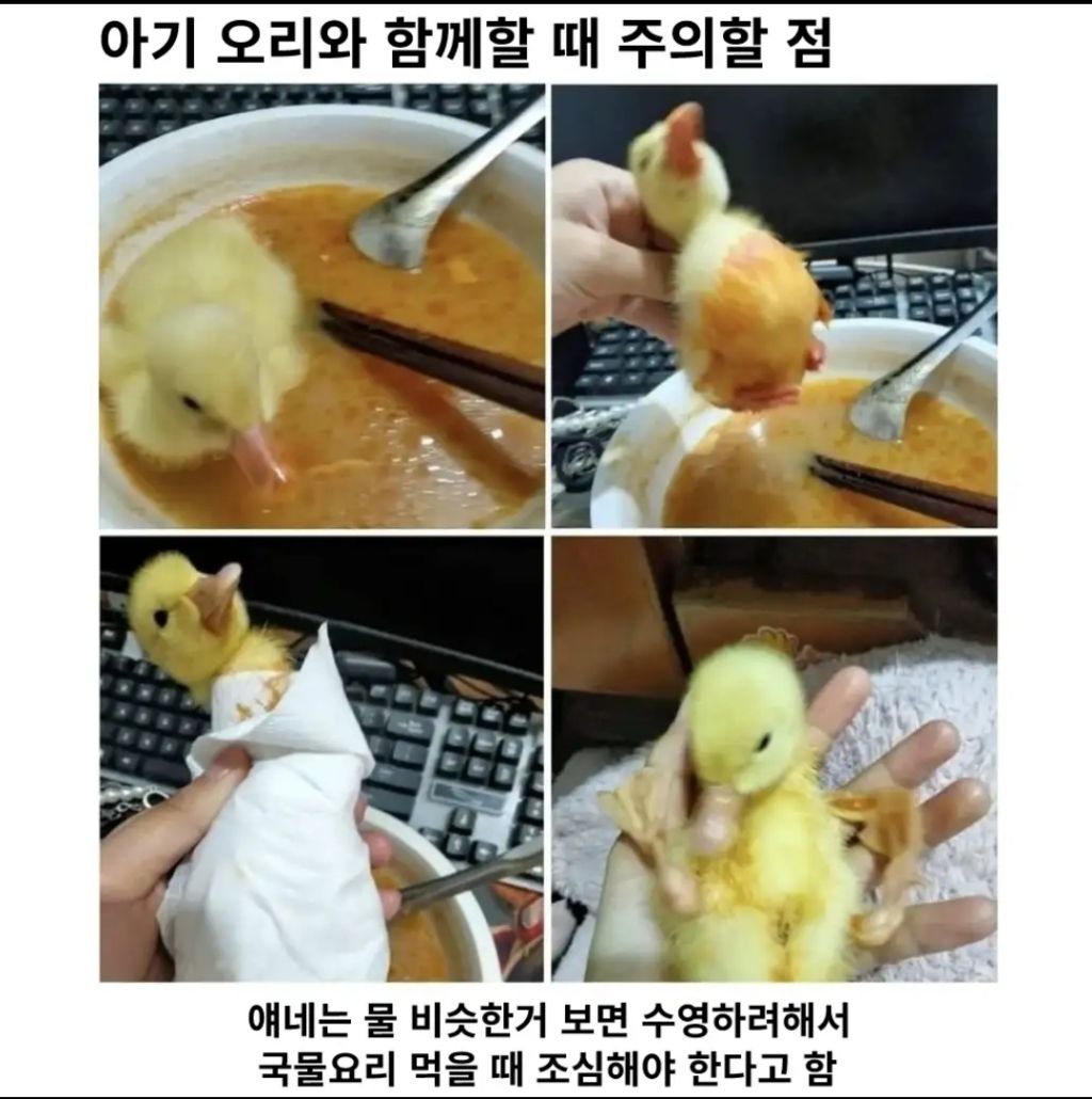 아기 오리와 함께 할 때 주의해야할 점 | 인스티즈