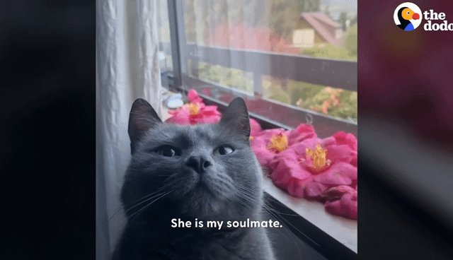 동백꽃 선물해주는 고양이.gif | 인스티즈