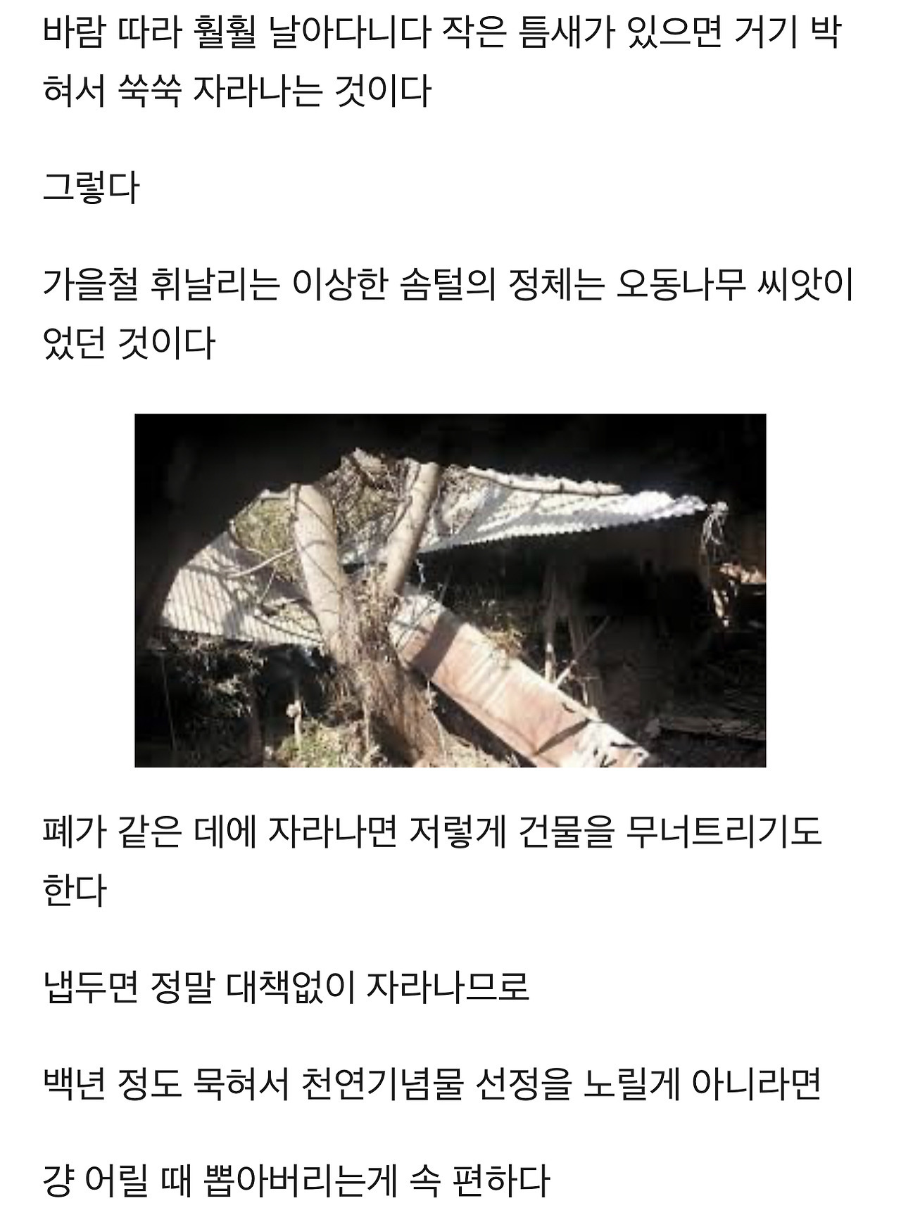 식물에 대한 TMI | 인스티즈