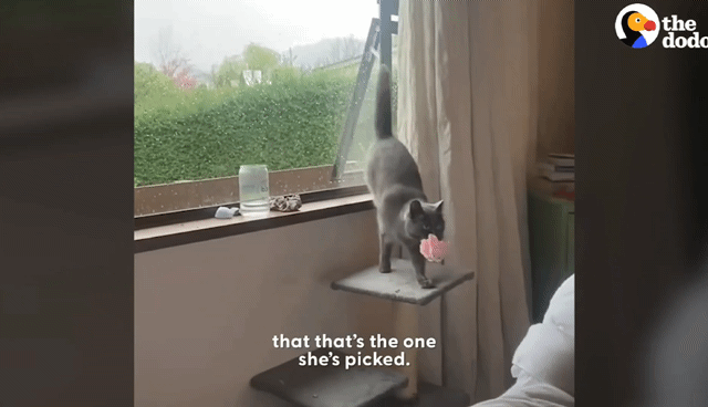 동백꽃 선물해주는 고양이.gif | 인스티즈