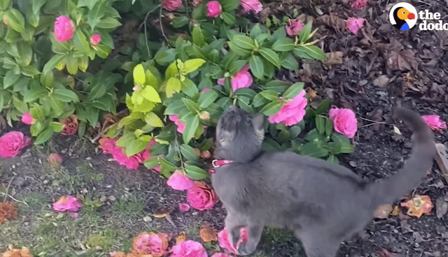 동백꽃 선물해주는 고양이.gif | 인스티즈