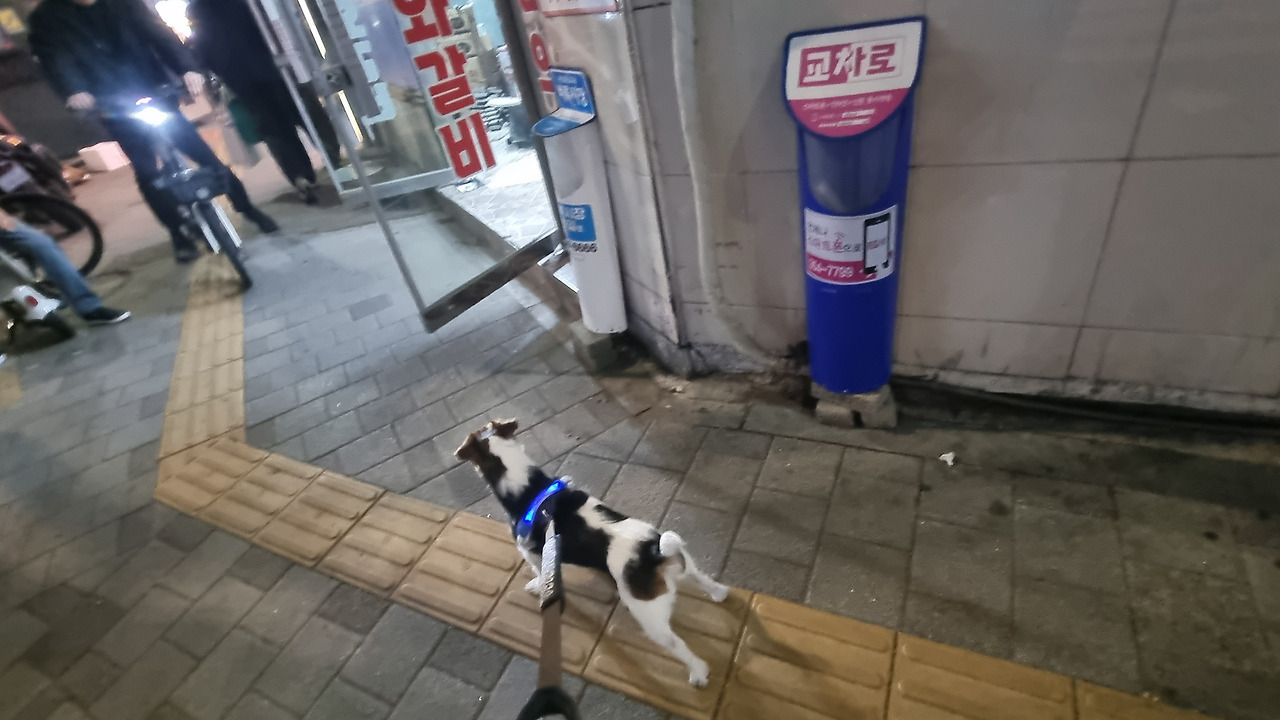 마 주인아 기다려봐라 애교 부리면 한점 준다 | 인스티즈