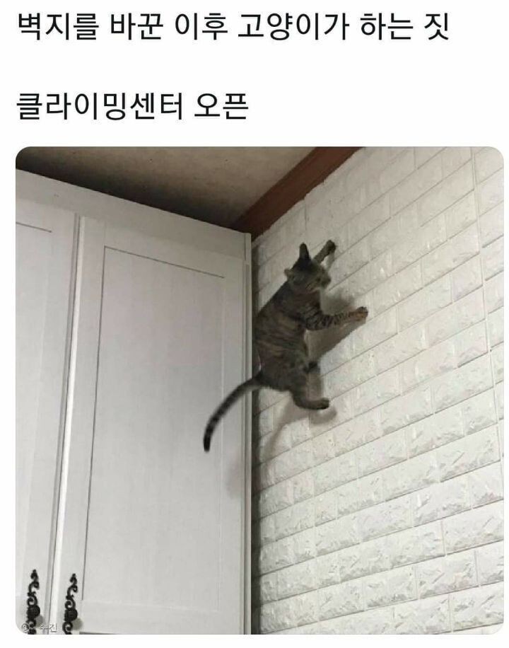  벽지 바꾼 후, 클라이밍 센터 오픈