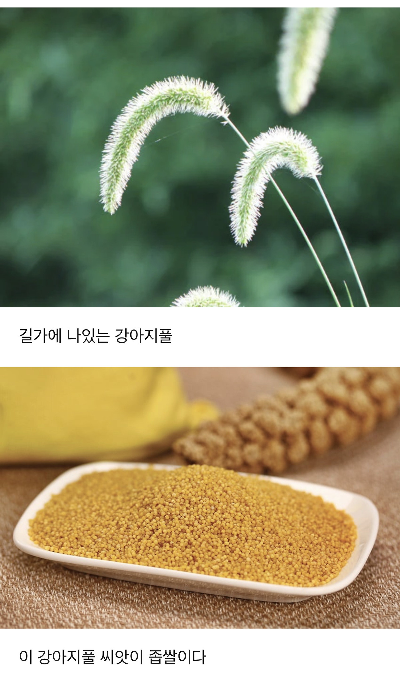 식물에 대한 TMI | 인스티즈