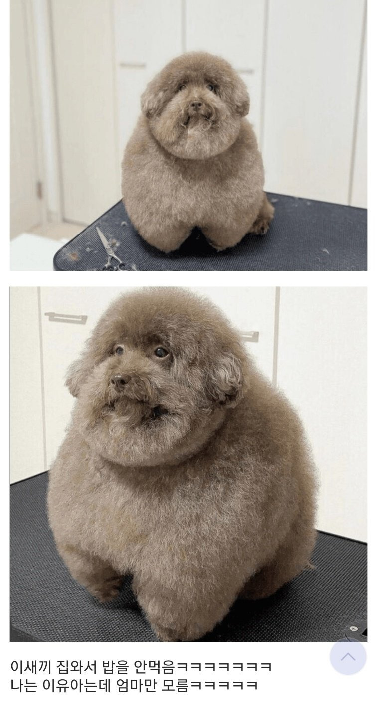  미용하고 오더니 밥을 안먹는 강아지1