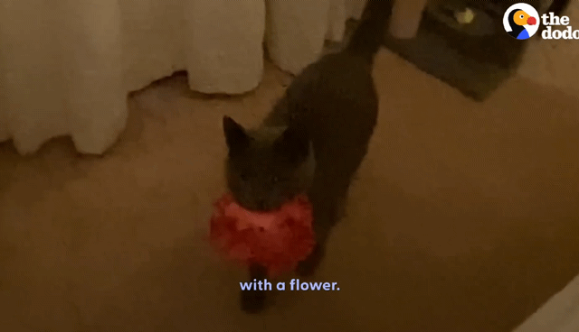 동백꽃 선물해주는 고양이.gif | 인스티즈
