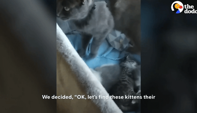 동백꽃 선물해주는 고양이.gif | 인스티즈