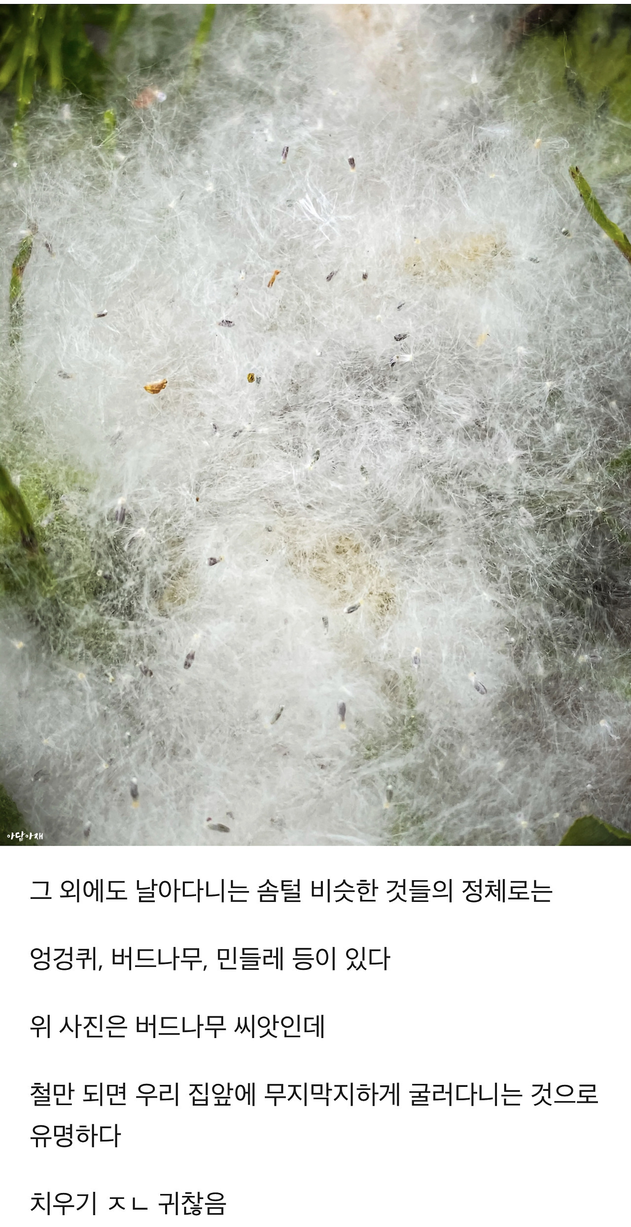 식물에 대한 TMI | 인스티즈