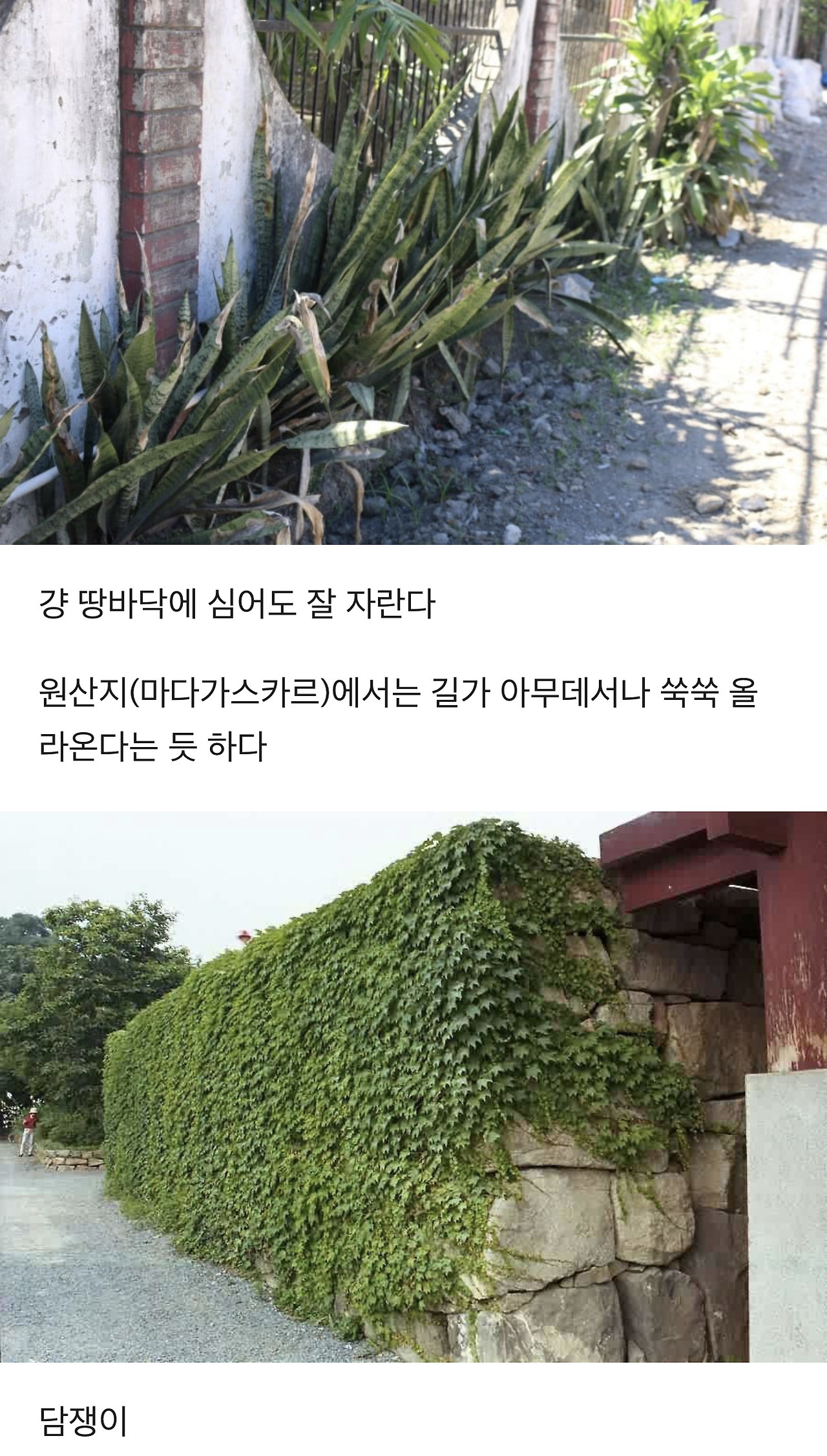 식물에 대한 TMI | 인스티즈