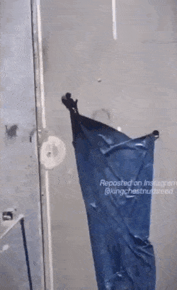 주인이 천막 정리 할 때마다 도와주러 오는 개.gif | 인스티즈
