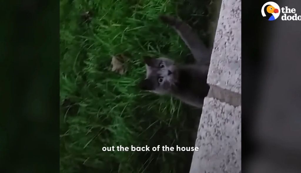 동백꽃 선물해주는 고양이.gif | 인스티즈