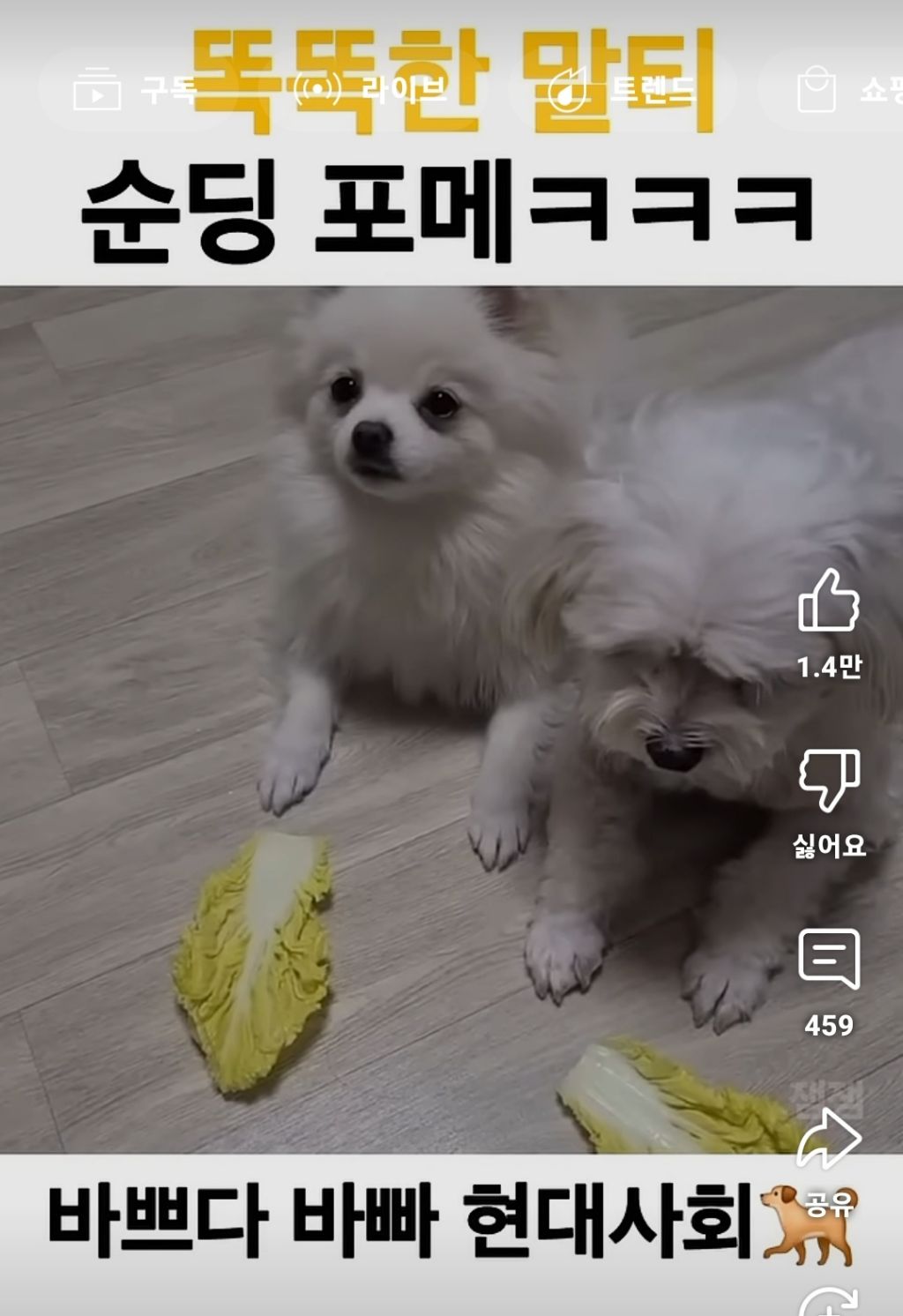 눈 뜨고 배추 베였다 | 인스티즈